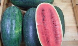 黑网料吃瓜网2024免费,揭秘娱乐圈幕后真相，免费畅享独家爆料